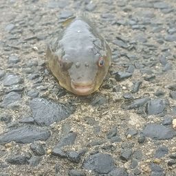 ケショウフグ