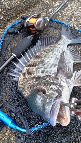クロダイの釣果