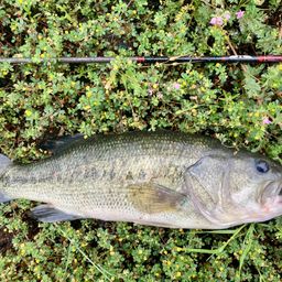 ラージマウスバス