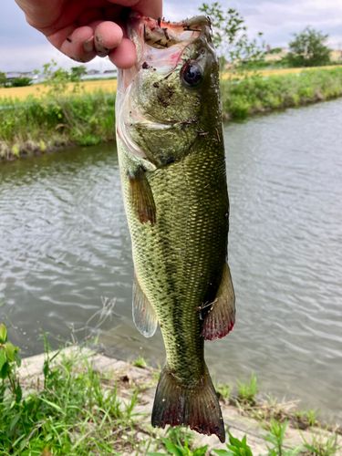 ブラックバスの釣果