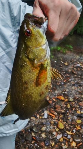 スモールマウスバスの釣果