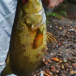 スモールマウスバス