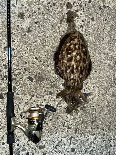 モンゴウイカの釣果