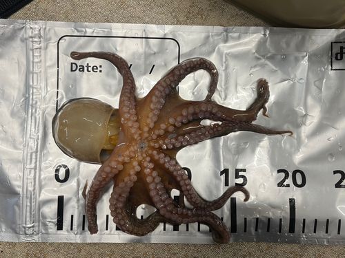 タコの釣果