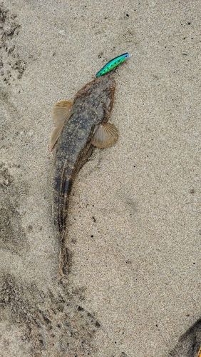 コチの釣果