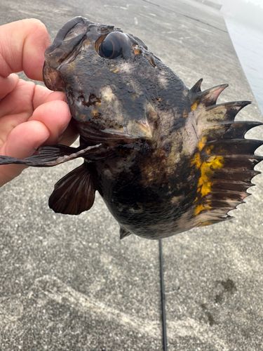 オウゴンムラソイの釣果