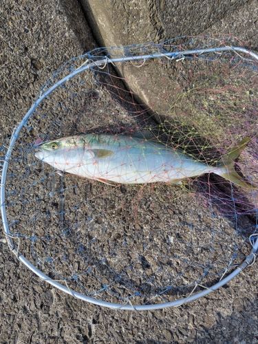 ハマチの釣果