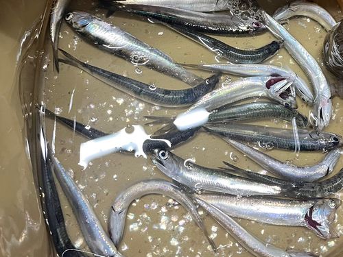 カタクチイワシの釣果