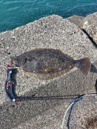 ヒラメの釣果