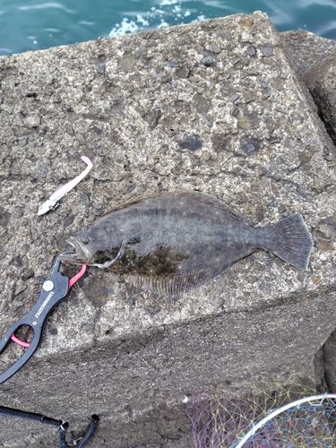 ヒラメの釣果