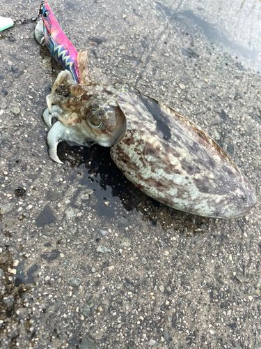 ハリイカの釣果