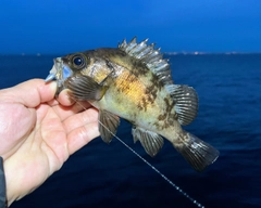 メバルの釣果