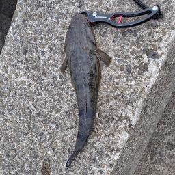 マゴチ