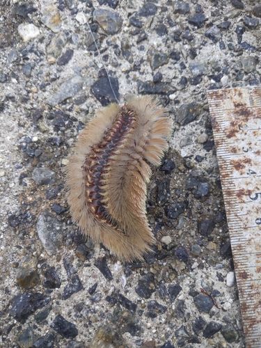 ケムシカジカの釣果