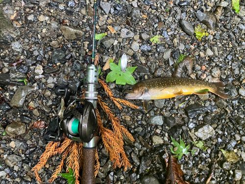 イワナの釣果