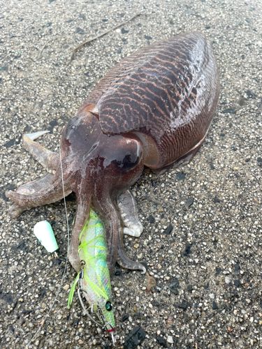 ハリイカの釣果