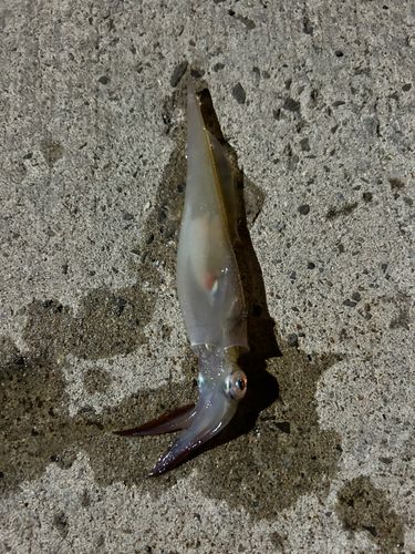 ヤリイカの釣果