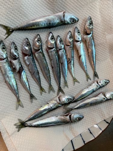 サバの釣果