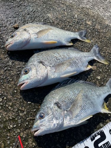 キビレの釣果