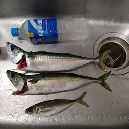 サバ