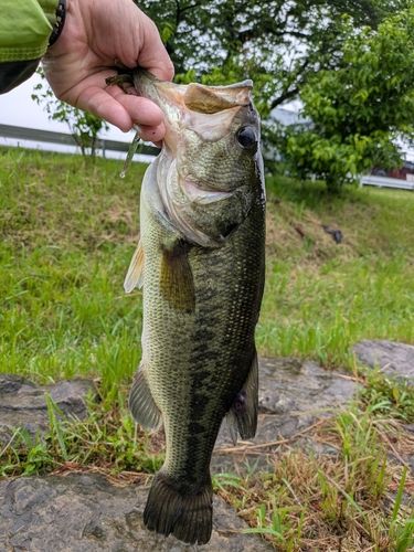 ラージマウスバスの釣果