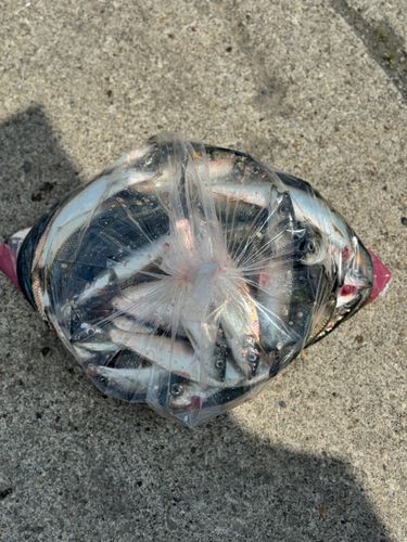 ニシンの釣果