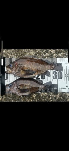 クロメバルの釣果