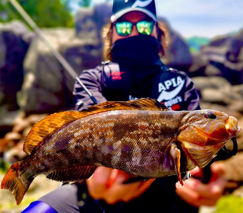 アイナメの釣果