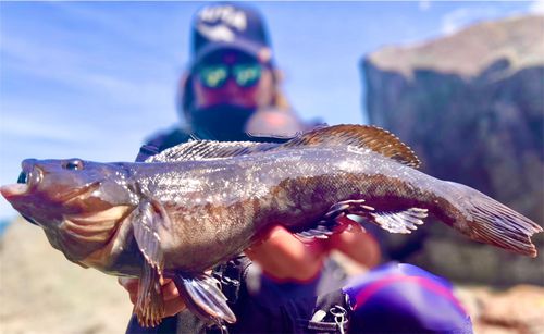 アイナメの釣果