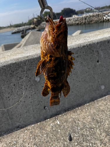 ベッコウゾイの釣果