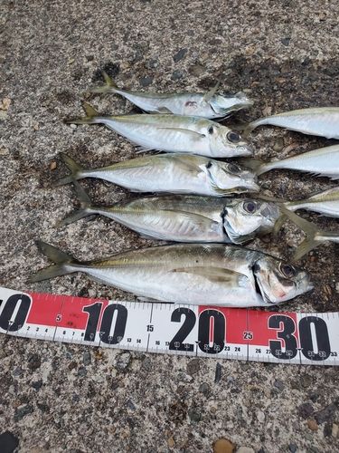 アジの釣果