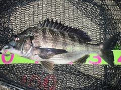 クロダイの釣果