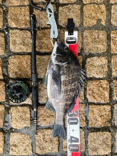 クロダイの釣果