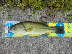 ブラックバスの釣果