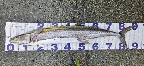サワラの釣果