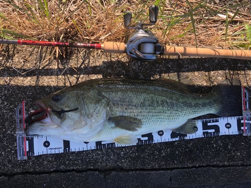 ブラックバスの釣果