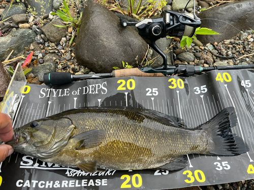 スモールマウスバスの釣果