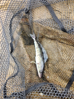 ホッケの釣果