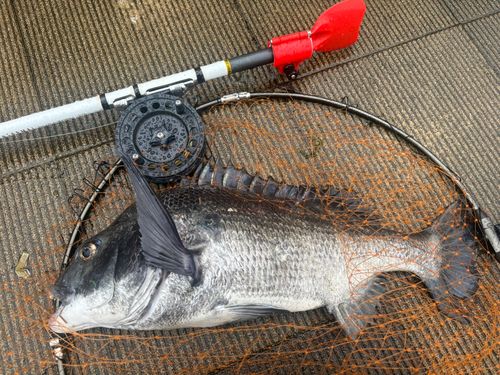 クロダイの釣果
