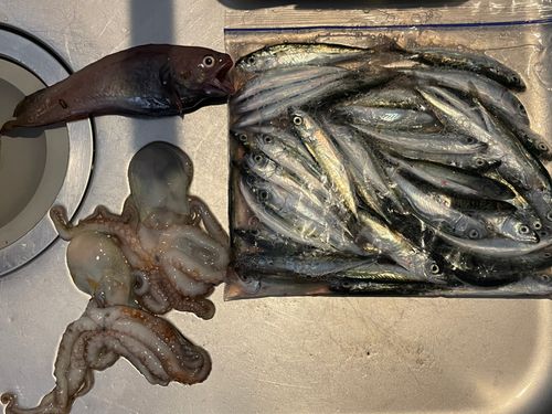サバの釣果