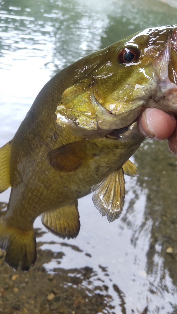 スモールマウスバス