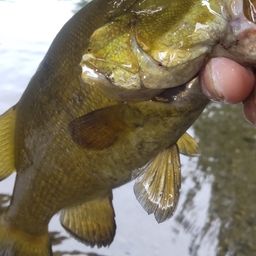 スモールマウスバス