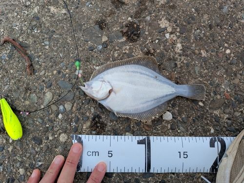 イシガレイの釣果