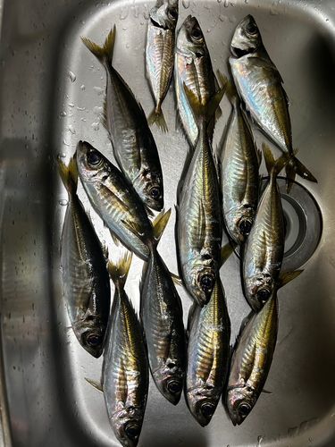 アジの釣果