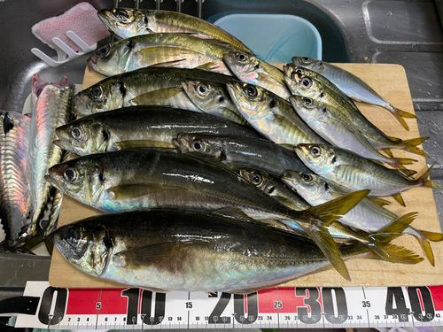 アジの釣果