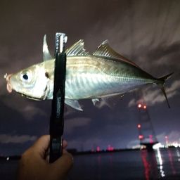アジ