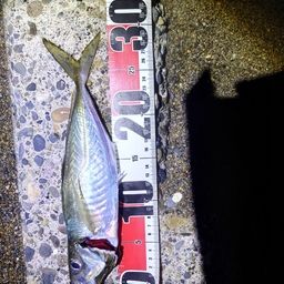 アジ