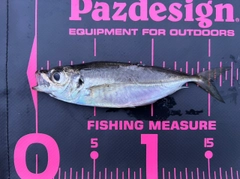 マアジの釣果