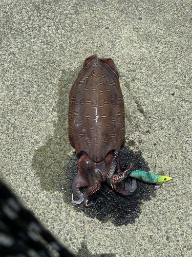 モンゴウイカの釣果