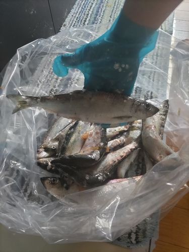 ニシンの釣果